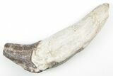 Fossil Primitive Whale (Pappocetus) Incisor Tooth - Morocco #215118-1